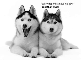 "Every dog must have his day."
- Jonathan Swift
 