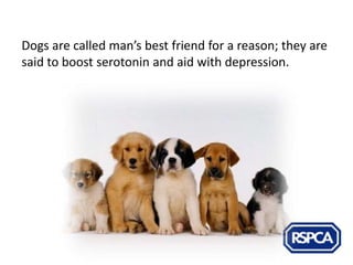 Dogs are called man’s best friend for a reason; they are
said to boost serotonin and aid with depression.
 