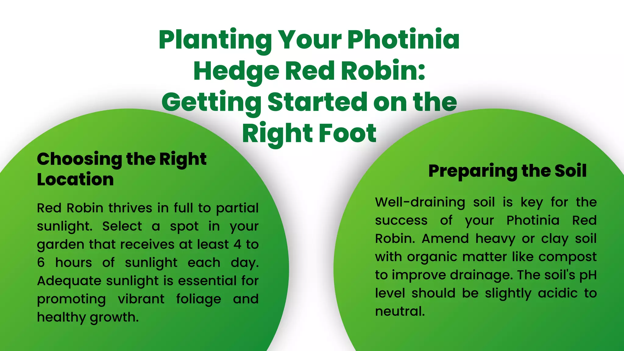 Caring for Your Photinia Red Robin.pdf