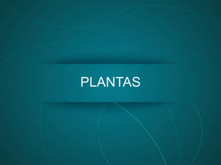 PLANTAS
 