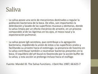 Saliva
• La saliva posee una serie de mecanismos destinados a regular la
población bacteriana de la boca. De ellos, son importantes la
debridación y lavado de las superficies mucosas y dentarias, donde
la saliva limpia por un efecto mecánico de arrastre, en un proceso
comparable al de las lágrimas en los ojos, el moco nasal y la
expectoración pulmonar.
• La saliva posee IgA secretora, que contribuye a la agregación
bacteriana, impidiendo la unión de éstas a las superficies orales y
facilitando su arrastre hacia el estómago. La presencia de lisozima en
la saliva contribuye también a neutralizar bacterias presentes en la
boca. El equilibrio del pH bucal es favorecido por la acción buffer de
la saliva, y esta acción se prolonga incluso hacia el esófago
Fuente: Mandel ID. The Saliva Functions. J Dent Res 1987; 66:623-7
 