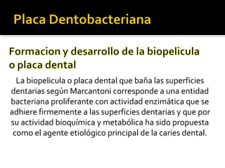 La biopelicula o placa dental que baña las superficies
dentarias según Marcantoni corresponde a una entidad
bacteriana proliferante con actividad enzimática que se
adhiere firmemente a las superficies dentarias y que por
su actividad bioquímica y metabólica ha sido propuesta
como el agente etiológico principal de la caries dental.

 
