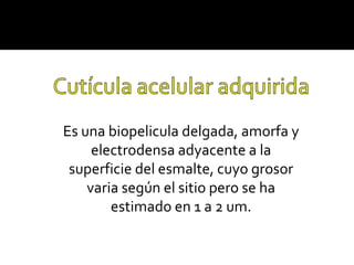 Es una biopelicula delgada, amorfa y
electrodensa adyacente a la
superficie del esmalte, cuyo grosor
varia según el sitio pero se ha
estimado en 1 a 2 um.

 
