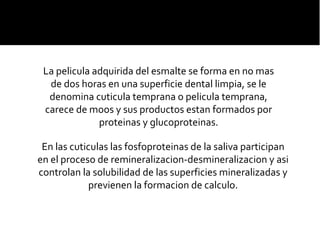 La pelicula adquirida del esmalte se forma en no mas
de dos horas en una superficie dental limpia, se le
denomina cuticula temprana o pelicula temprana,
carece de moos y sus productos estan formados por
proteinas y glucoproteinas.
En las cuticulas las fosfoproteinas de la saliva participan
en el proceso de remineralizacion-desmineralizacion y asi
controlan la solubilidad de las superficies mineralizadas y
previenen la formacion de calculo.

 