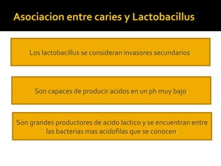 Asociacion entre caries y Lactobacillus
Los lactobacillus se consideran invasores secundarios.

Son capaces de producir acidos en un ph muy bajo.

Son grandes productores de acido lactico y se encuentran entre
las bacterias mas acidofilas que se conocen.

 