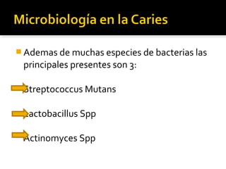  Ademas de muchas especies de bacterias las

principales presentes son 3:
Streptococcus Mutans
Lactobacillus Spp
Actinomyces Spp

 