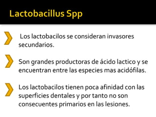 Los lactobacilos se consideran invasores
secundarios.
Son grandes productoras de ácido lactico y se
encuentran entre las especies mas acidófilas.
Los lactobacilos tienen poca afinidad con las
superficies dentales y por tanto no son
consecuentes primarios en las lesiones.

 