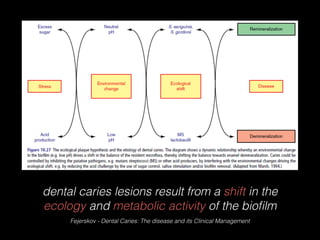 dental caries lesions result from a shift in the
ecology and metabolic activity of the bioﬁlm
Fejerskov - Dental Caries: The disease and its Clinical Management
 