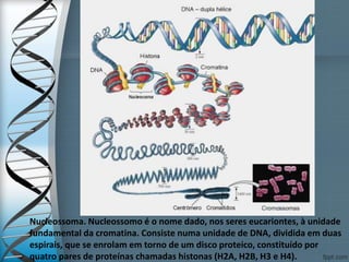 Nucleossoma. Nucleossomo é o nome dado, nos seres eucariontes, à unidade
fundamental da cromatina. Consiste numa unidade de DNA, dividida em duas
espirais, que se enrolam em torno de um disco proteico, constituído por
quatro pares de proteínas chamadas histonas (H2A, H2B, H3 e H4).
 