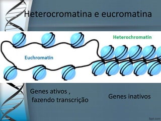 Heterocromatina e eucromatina
Genes ativos ,
fazendo transcrição Genes inativos
 
