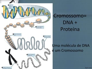 Cromossomo=
DNA +
Proteína
Uma molécula de DNA
é um Cromossomo
 