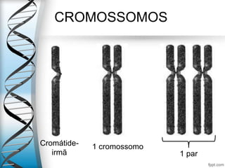CROMOSSOMOS
1 par
Cromátide-
irmã
1 cromossomo
 