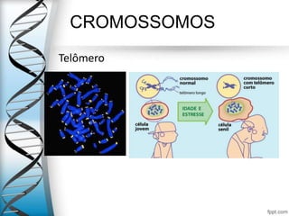 CROMOSSOMOS
Telômero
 