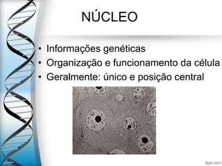 NÚCLEO
• Informações genéticas
• Organização e funcionamento da célula
• Geralmente: único e posição central
 