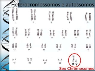 Heterocromossomos e autossomos
 