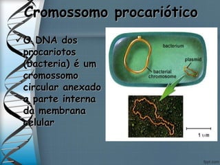 Cromossomo procariótico
O DNA dos
procariotos
(bacteria) é um
cromossomo
circular anexado
a parte interna
da membrana
celular
 