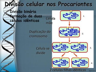 Divisão celular nos Procariontes
 Divisão binária
formação de duas
células idênticas
Célula
mãe
2 células filhas idênticas
Duplicação do
cromosomo
Célula se
divide
 