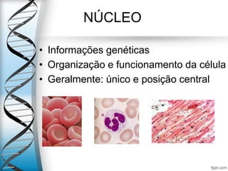 NÚCLEO
• Informações genéticas
• Organização e funcionamento da célula
• Geralmente: único e posição central
 