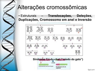 Alterações cromossômicas
• Estruturais – Translocações, Deleções,
Duplicações, Cromossomo em anel e Inversão
Síndrome Cri-du-chat (“miado do gato”)
 