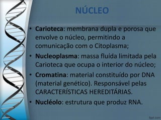 • Carioteca: membrana dupla e porosa que
envolve o núcleo, permitindo a
comunicação com o Citoplasma;
• Nucleoplasma: massa fluída limitada pela
Carioteca que ocupa o interior do núcleo;
• Cromatina: material constituído por DNA
(material genético). Responsável pelas
CARACTERÍSTICAS HEREDITÁRIAS.
• Nucléolo: estrutura que produz RNA.
NÚCLEO
 