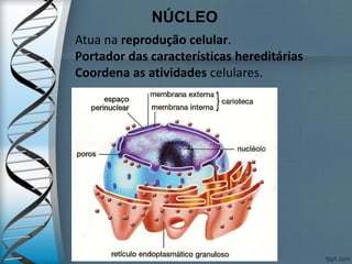 NÚCLEO
Atua na reprodução celular.
Portador das características hereditárias
Coordena as atividades celulares.
 