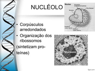 NUCLÉOLO
• Corpúsculos
arredondados
• Organização dos
ribossomos
(sintetizam pro-
teínas)
 