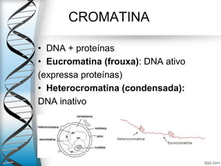 CROMATINA
• DNA + proteínas
• Eucromatina (frouxa): DNA ativo
(expressa proteínas)
• Heterocromatina (condensada):
DNA inativo
 