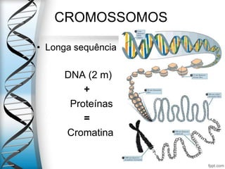 CROMOSSOMOS
• Longa sequência
DNA (2 m)
+
Proteínas
=
Cromatina
 