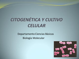 CITOGENÉTICA Y CULTIVO
       CELULAR
  Departamento Ciencias Básicas
     Biología Molecular
 