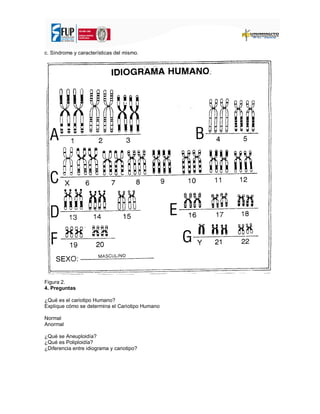 c. Síndrome y características del mismo.
Figura 2.
4. Preguntas
¿Qué es el cariotipo Humano?
Explique cómo se determina el Cariotipo Humano
Normal
Anormal
¿Qué se Aneuploidía?
¿Qué es Poliploidía?
¿Diferencia entre idiograma y cariotipo?
 