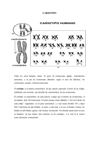 CARIOTIPO
Todos los seres humanos tienen 22 pares de cromosomas iguales, denominados
autosomas, y un par de cromosomas diferentes según el sexo del individuo, los
cromosomas sexuales o heterocromosomas.
El cariotipo es el patrón cromosómico de una especie expresado a través de un código,
establecido por convenio, que describe las características de sus cromosomas.
El cariotipo es característico de cada especie, al igual que el número de cromosomas; el
ser humano tiene 46 cromosomas (23 pares porque somos diploides o 2n) en el núcleo de
cada célula,1 organizados en 22 pares autosómicos y 1 par sexual (hombre XY y mujer
XX). Cada brazo ha sido dividido en zonas y cada zona, a su vez, en bandas e incluso las
bandas en sub-bandas, gracias a las técnicas de marcado. No obstante puede darse el caso,
en humanos, de que existan otros patrones en los cariotipos, a lo cual se le conoce
como aberración cromosómica.
 