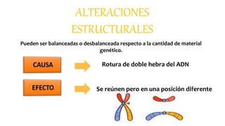 ALTERACIONES
ESTRUCTURALES
Pueden ser balanceadas o desbalanceada respecto a la cantidad de material
genético.
Rotura de doble hebra del ADN
Se reúnen pero en una posición diferente
 