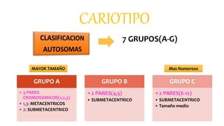 CARIOTIPO
7 GRUPOS(A-G)
GRUPO A
• 3 PARES
CROMOSOMICOS(1,2,3)
• 1,3: METACENTRICOS
• 2: SUBMETACENTRICO
GRUPO B
•2 PARES(4,5)
• SUBMETACENTRICO
GRUPO C
•2 PARES(6-12)
• SUBMETACENTRICO
• Tamaño medio
MAYOR TAMAÑO Mas Numeroso
 