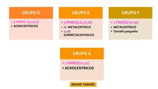 GRUPO D
• 3 PARES (13,14,15)
• ACROCENTRICOS
GRUPO E
•3 PARES(16,17,18)
• 16: METACENTRICO
• 17,18:
SUBMETACENTRICOS
GRUPO F
•2 PARES(19-20)
• METACENTRICO
• Tamaño pequeño
GRUPO G
•2 PARES(21,22)
•ACROCENTRICOS
MENOR TAMAÑO
 