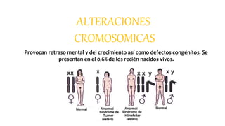 ALTERACIONES
CROMOSOMICAS
Provocan retraso mental y del crecimiento así como defectos congénitos. Se
presentan en el 0,6% de los recién nacidos vivos.
 