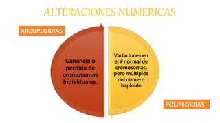 Variaciones en
el # normal de
cromosomas,
pero múltiplos
del numero
haploide
Ganancia o
perdida de
cromosomas
individuales.
ALTERACIONES NUMERICAS
ANEUPLOIDIAS
POLIPLOIDIAS
 