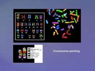 Cromosome painting
 