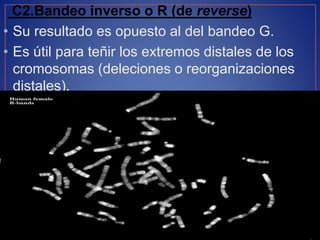 Cariotipo exposicion | PPTX