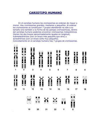 CARIOTIPO HUMANO


      En el cariotipo humano los cromosomas se ordenan de mayor a
menor. Hay cromosomas grandes, medianos y pequeños. Al ordenar
los cromosomas se constituyen 7 grupos atendiendo no sólo a su
tamaño sino también a la forma de las parejas cromosómicas, dentro
del cariotipo humano podemos encontrar cromosomas metacéntricos
(tienen los dos brazos aproximadamente iguales en longitud),
submetacéntricos (con un brazo más pequeño que otro) y
acrocéntricos (con un brazo corto muy pequeño).
Concretamente en el cariotipo humano hay 7 grupos de cromosomas.
 