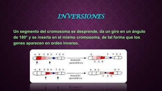 INVERSIONES
Un segmento del cromosoma se desprende, da un giro en un ángulo
de 180° y se inserta en el mismo cromosoma, de tal forma que los
genes aparecen en orden inverso.
 