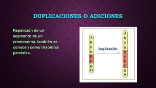 DUPLICACIONES O ADICIONES
Repetición de un
segmento de un
cromosoma, también se
conocen como trisomías
parciales.
 