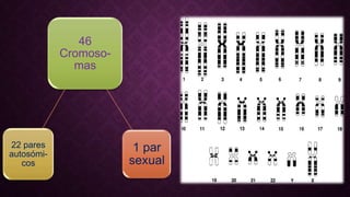 46
Cromoso-
mas
22 pares
autosómi-
cos
1 par
sexual
 