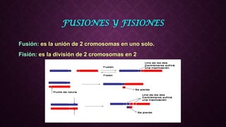 FUSIONES Y FISIONES
Fusión: es la unión de 2 cromosomas en uno solo.
Fisión: es la división de 2 cromosomas en 2
 