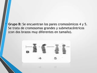 • Grupo B: Se encuentran los pares cromosómicos 4 y 5.
Se trata de cromosomas grandes y submetacéntricos
(con dos brazos muy diferentes en tamaño).
 
