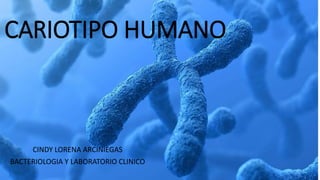 CARIOTIPO HUMANO
CINDY LORENA ARCINIEGAS
BACTERIOLOGIA Y LABORATORIO CLINICO
 