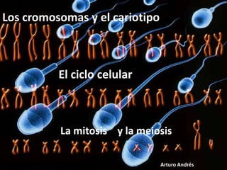 Los cromosomas y el cariotipo

El ciclo celular

La mitosis y la meiosis
Arturo Andrés

 