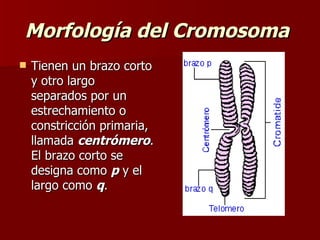 Morfología del Cromosoma
   Tienen un brazo corto
    y otro largo
    separados por un
    estrechamiento o
    constricción primaria,
    llamada centrómero.
    El brazo corto se
    designa como p y el
    largo como q.
 