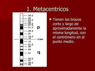 1. Metacentricos
           Tienen los brazos
            corto y largo de
            aproximadamente la
            misma longitud, con
            el centrómero en el
            punto medio.
 