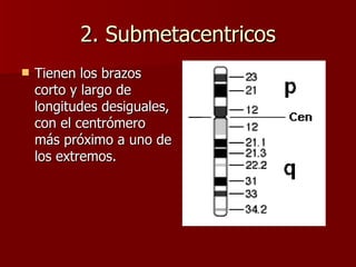 2. Submetacentricos
   Tienen los brazos
    corto y largo de
    longitudes desiguales,
    con el centrómero
    más próximo a uno de
    los extremos.
 