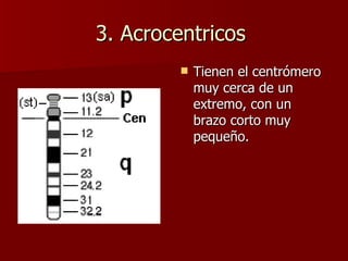 3. Acrocentricos
           Tienen el centrómero
            muy cerca de un
            extremo, con un
            brazo corto muy
            pequeño.
 